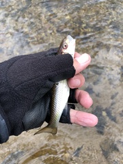 Semotilus corporalis