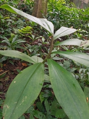 Costus laevis
