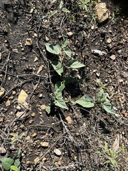 Cucurbita foetidissima