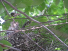 Nycticorax nycticorax