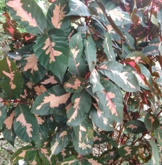 Graptophyllum