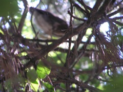 Nycticorax nycticorax