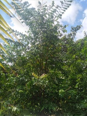 Averrhoa carambola