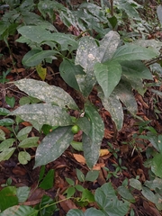Brunfelsia pauciflora