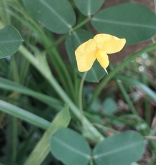 Arachis pintoi