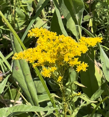 Solidago juncea