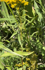 Solidago juncea
