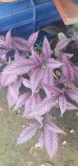 Strobilanthes auriculata