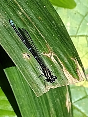 Argia indicatrix