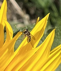 Syrphus