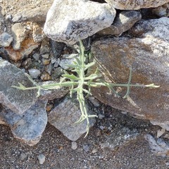 Bebbia juncea aspera