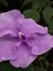Brunfelsia pauciflora