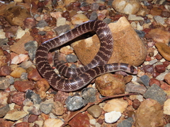 Brachyurophis campbelli