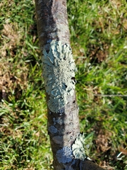 Flavoparmelia caperata