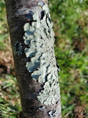 Flavoparmelia caperata