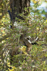 Vanellus chilensis chilensis