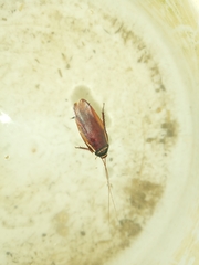 Periplaneta australasiae image