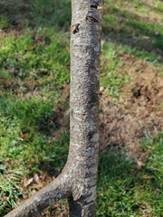 Flavoparmelia caperata