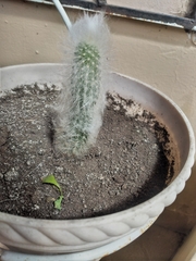 Espostoa