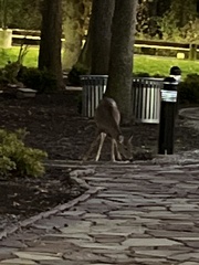 Odocoileus virginianus