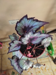 Begonia grandis