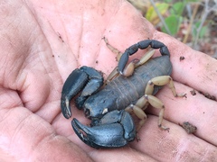 Opisthacanthus laevipes