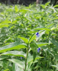 Commelina diffusa