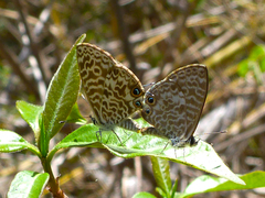 Leptotes pirithous