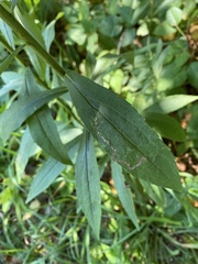 Agromyzidae