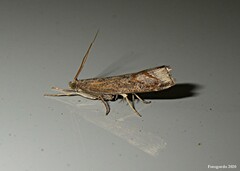 Neodactria luteolellus