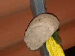 Polybia plebeja