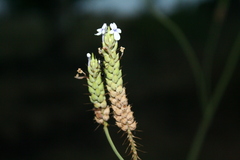 Lavandula bipinnata