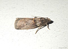 Acrobasis caryae