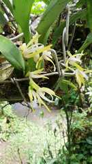 Vandoideae