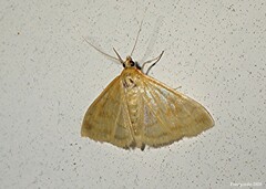 Pyraustinae