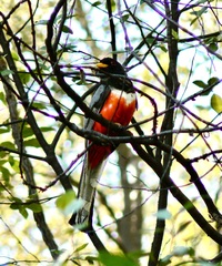Trogon elegans