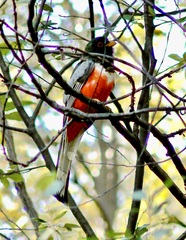 Trogon elegans