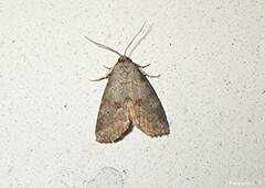 Hyperstrotia pervertens