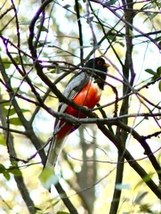 Trogon elegans