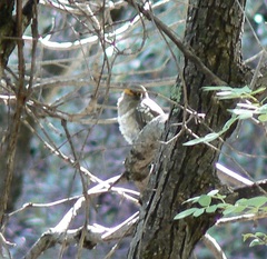 Trogon elegans