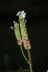 Lavandula bipinnata
