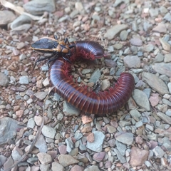 Ectrichodia crux