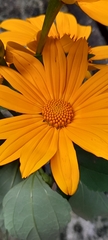 Tithonia