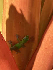 Phelsuma laticauda