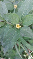 Synedrella nodiflora