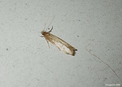 Limnaecia phragmitella