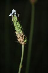 Lavandula bipinnata