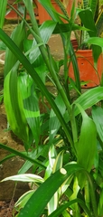 Calamus formosanus