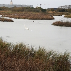 Egretta garzetta