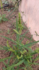 Echinochloa crus-galli